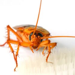 Exterminator In Phoenix Az