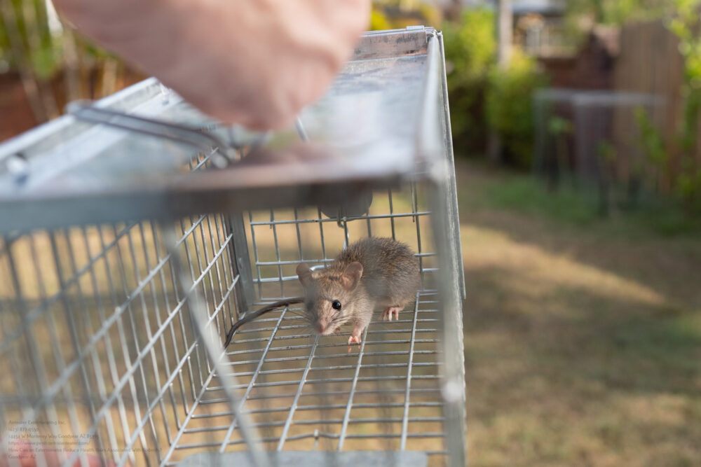 A Small Cute Mice Mouse With Long Tail Caught Metal Cage Trap Pe