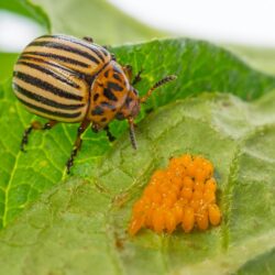 Exterminator Chandler AZ Exterminator Chandler AZ