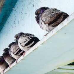 Exterminator Glendale AZ Exterminator Glendale AZ