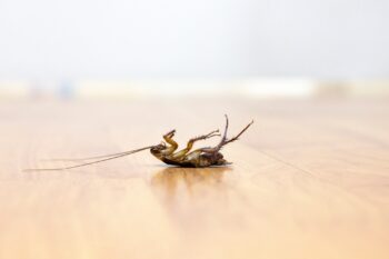 Exterminator Mesa AZ