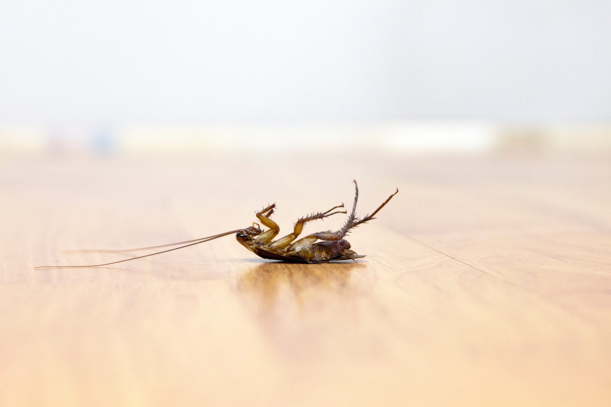 Exterminator Mesa AZ