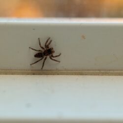 Exterminator Phoenix AZ