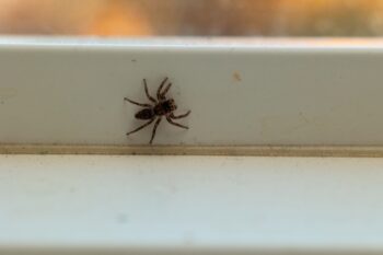 Exterminator Phoenix AZ