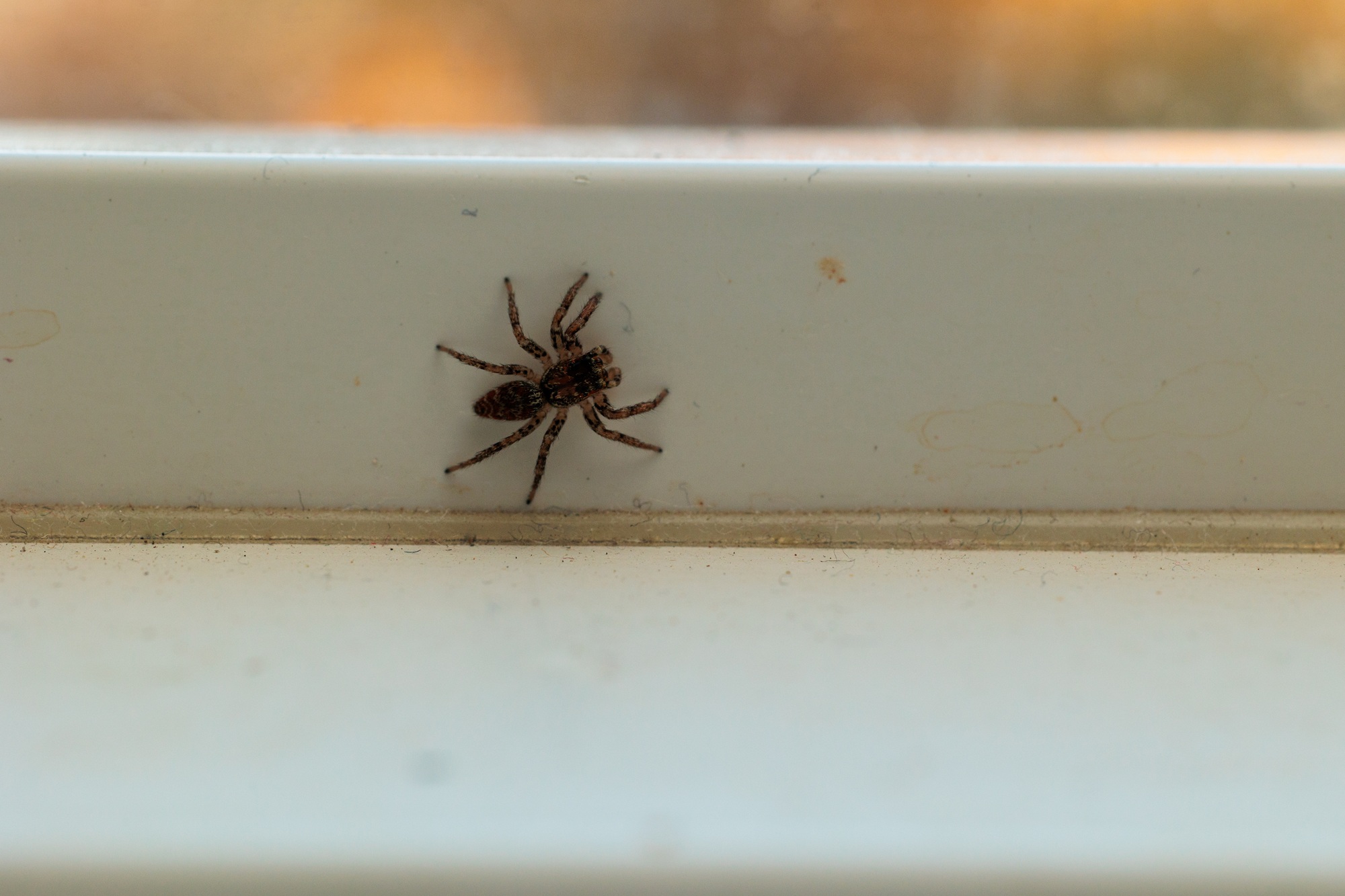 Exterminator Phoenix AZ