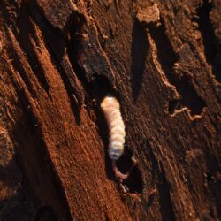 Exterminator Chandler AZ Exterminator Chandler AZ