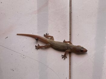 Exterminator Phoenix AZ