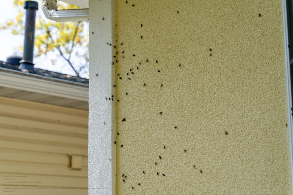 Exterminator near me Goodyear AZ