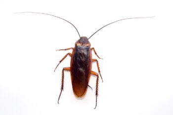 Cockroach Control Glendale AZ Cockroach Control Glendale AZ