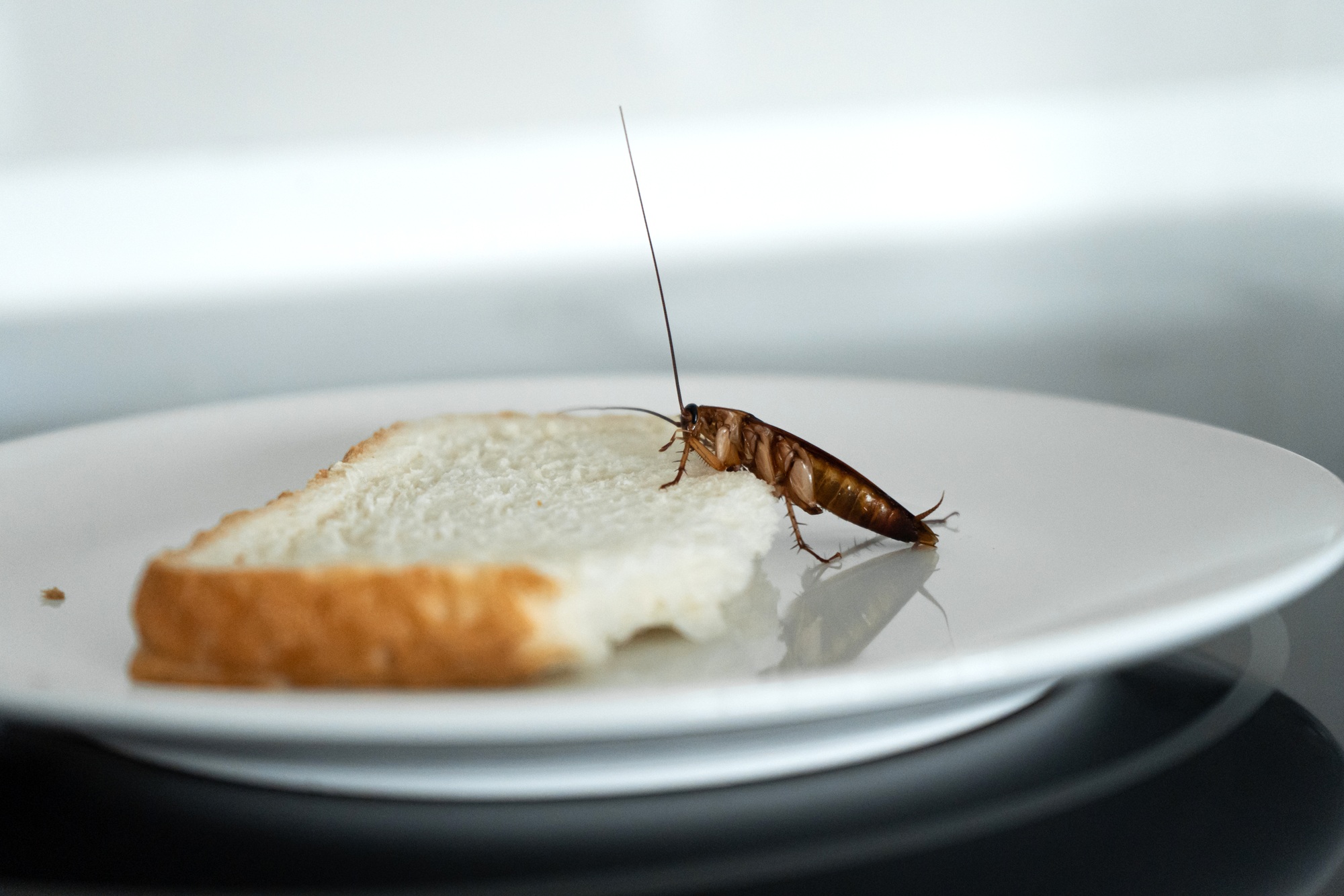 Cockroach Control Glendale AZ Cockroach Control Glendale AZ