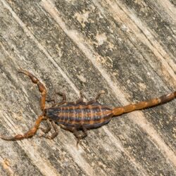 Scorpion Control Chandler AZ
