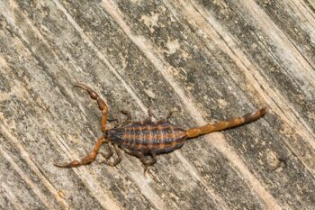 Scorpion Control Chandler AZ Scorpion Control Chandler AZ