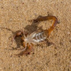 Scorpion Control Glendale AZ