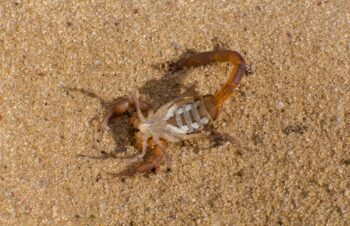 Scorpion Control Glendale AZ Scorpion Control Glendale AZ