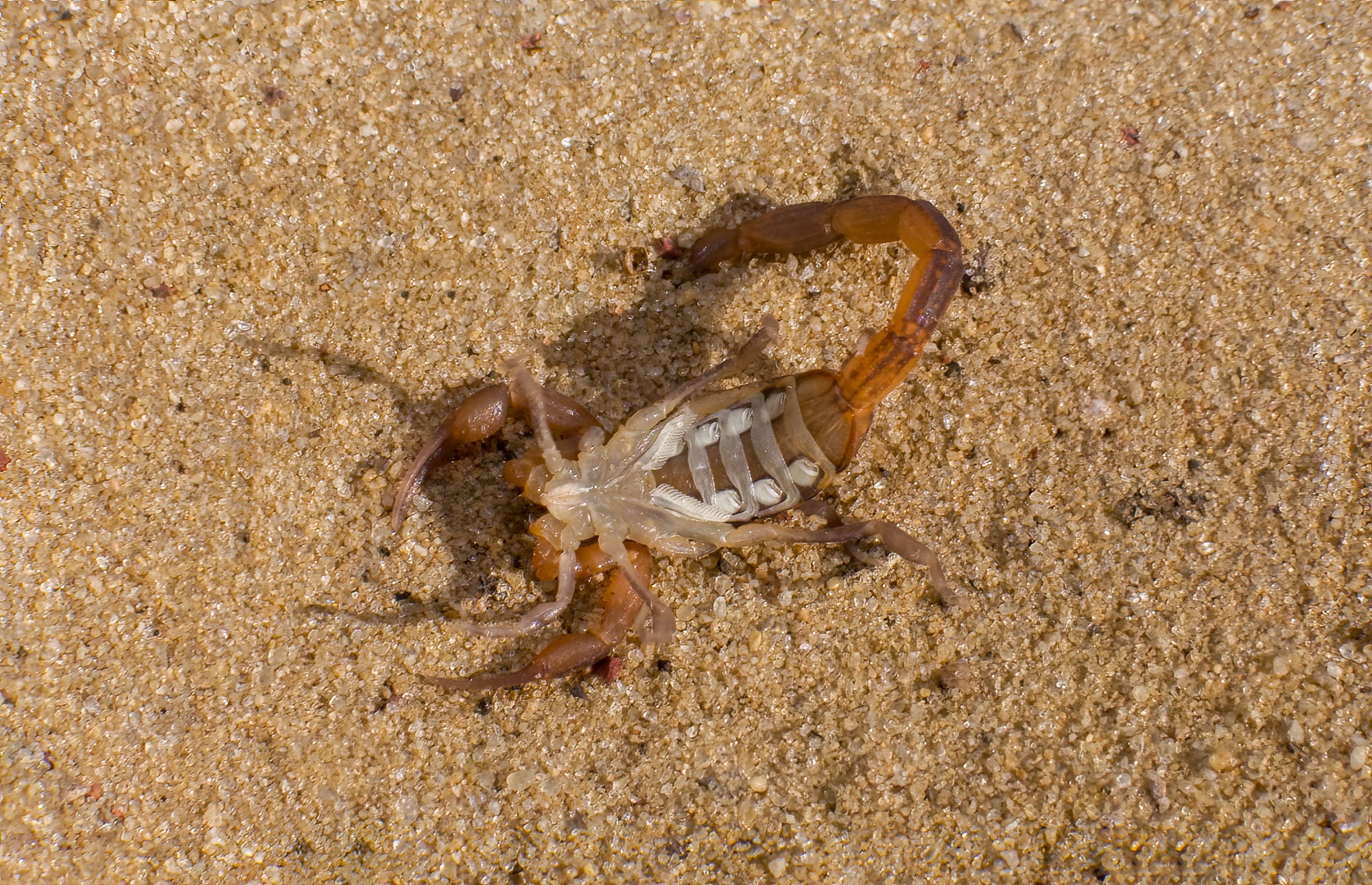 Scorpion Control Glendale AZ Scorpion Control Glendale AZ