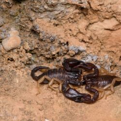 Scorpion Control Mesa AZ