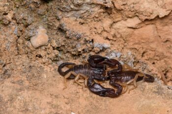 Scorpion Control Mesa AZ Scorpion Control Mesa AZ