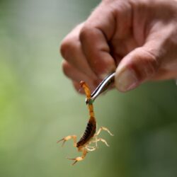 Scorpion Control Phoenix AZ