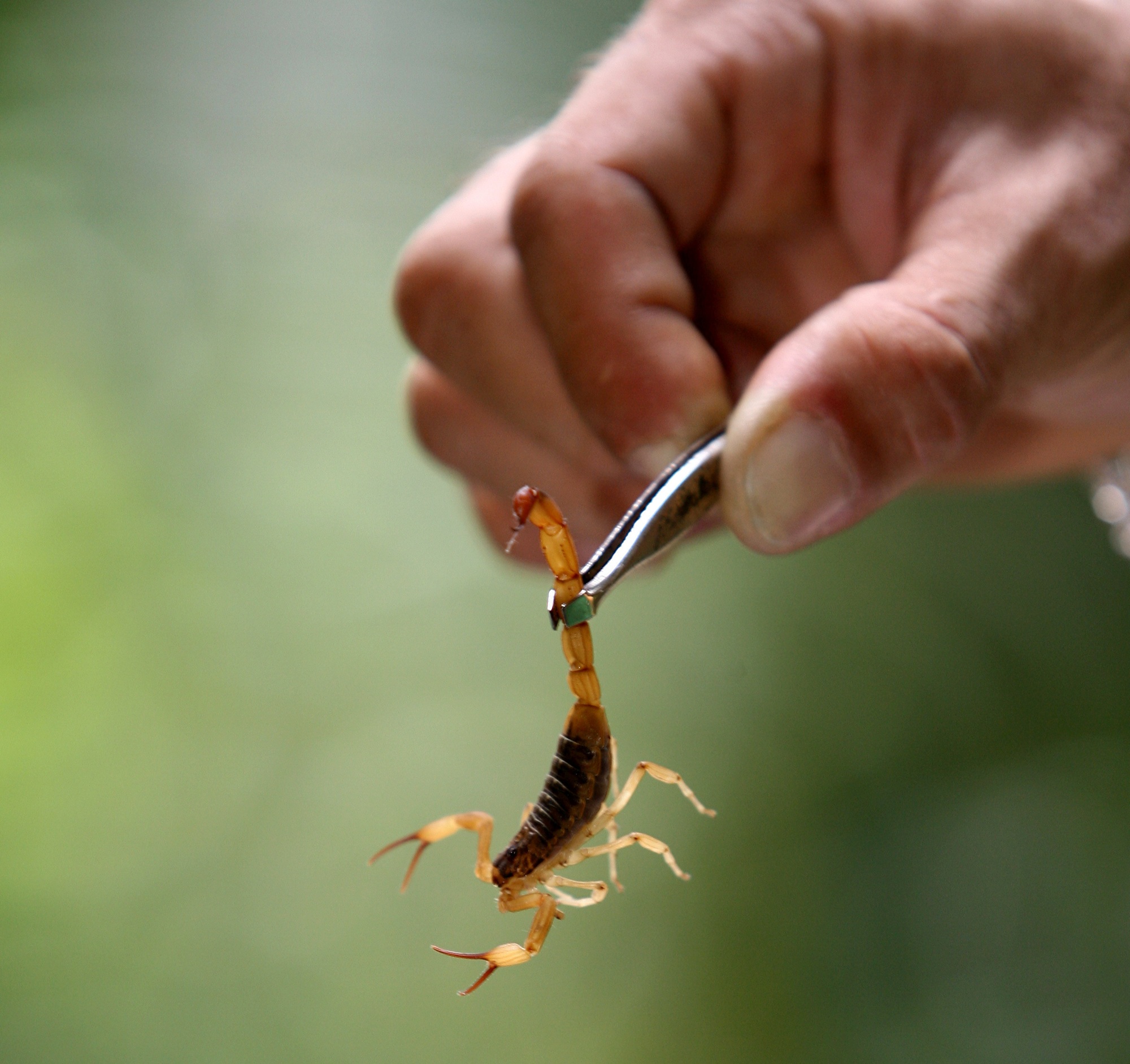 Scorpion Control Phoenix AZ Scorpion Control Phoenix AZ