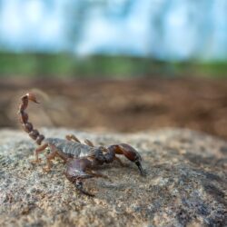 Scorpion Control Chandler AZ