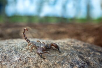 Scorpion Control Chandler AZ Scorpion Control Chandler AZ