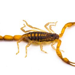 Scorpion Control Glendale AZ