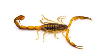Scorpion Control Glendale AZ Scorpion Control Glendale AZ
