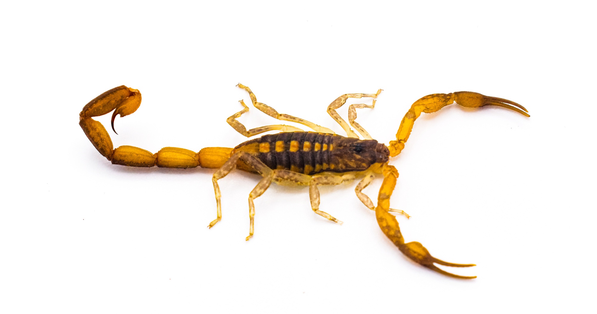 Scorpion Control Glendale AZ