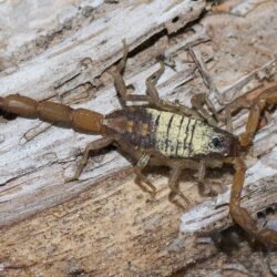 Scorpion Control Mesa AZ