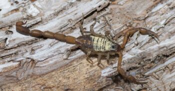 Scorpion Control Mesa AZ Scorpion Control Mesa AZ