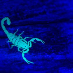 Scorpion Control Phoenix AZ