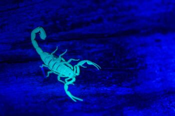 Scorpion Control Phoenix AZ Scorpion Control Phoenix AZ