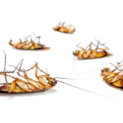 Cockroach Control Chandler AZ Cockroach Control Chandler AZ