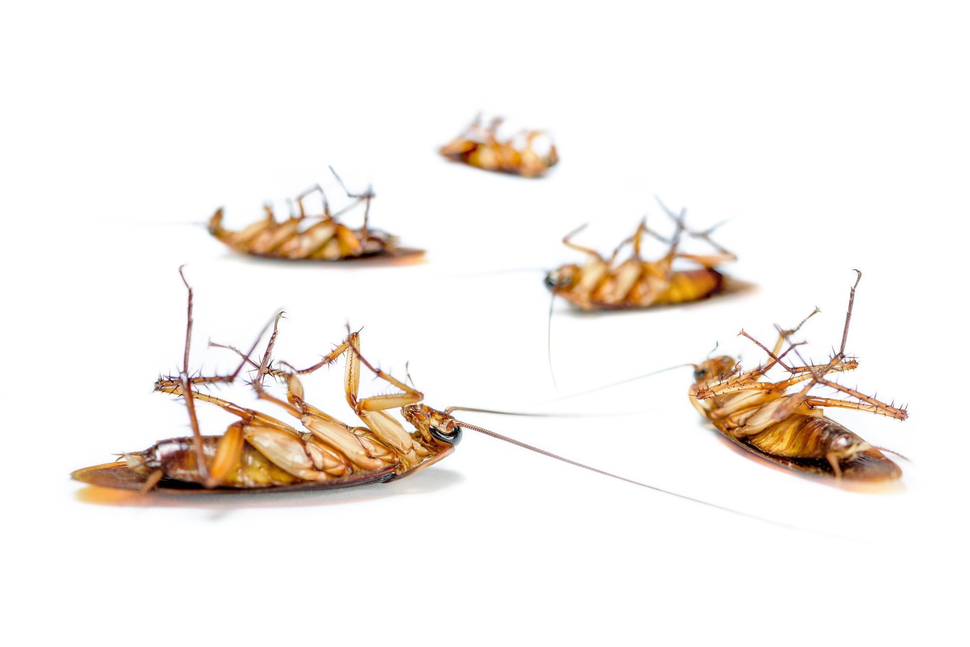 Cockroach Control Chandler AZ Cockroach Control Chandler AZ