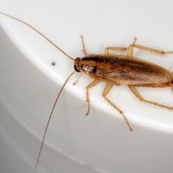 Cockroach Control Glendale AZ Cockroach Control Glendale AZ