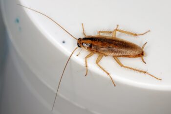Cockroach Control Glendale AZ Cockroach Control Glendale AZ
