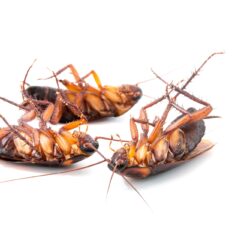 Cockroach Control Mesa AZ Cockroach Control Mesa AZ