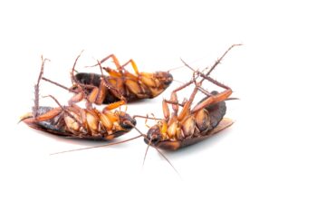 Cockroach Control Mesa AZ Cockroach Control Mesa AZ
