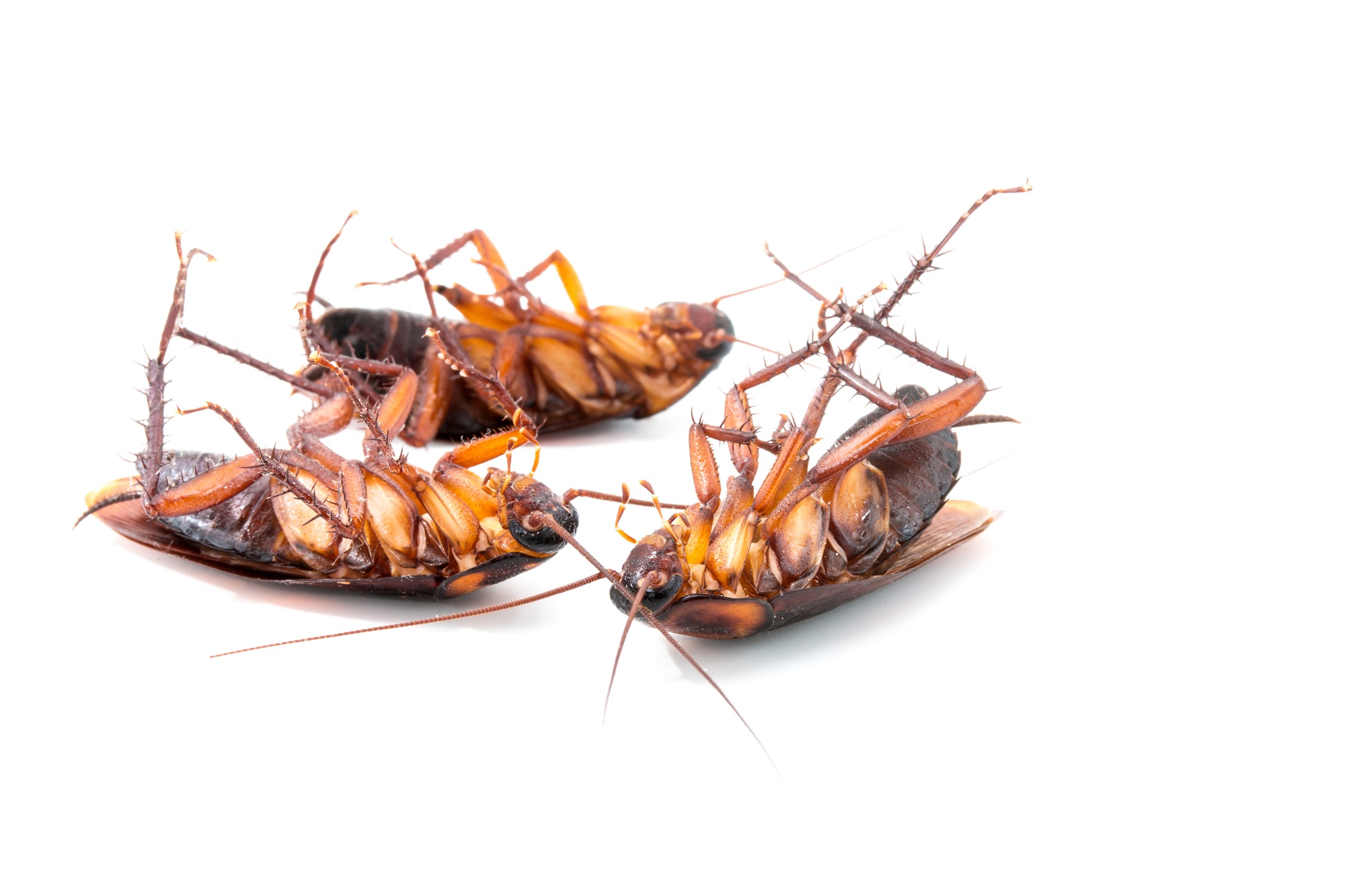 Cockroach Control Mesa AZ Cockroach Control Mesa AZ