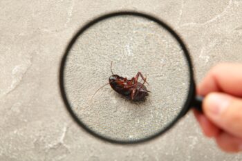 Cockroach Control Phoenix AZ Cockroach Control Phoenix AZ