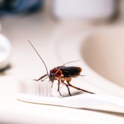 Cockroach Control Chandler AZ Cockroach Control Chandler AZ