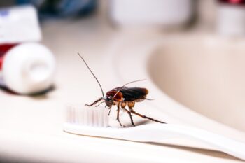 Cockroach Control Chandler AZ Cockroach Control Chandler AZ