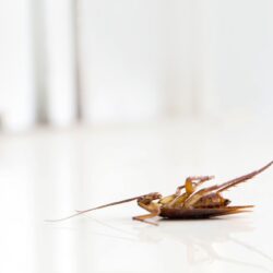 Cockroach Control Glendale AZ Cockroach Control Glendale AZ