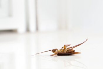 Cockroach Control Glendale AZ Cockroach Control Glendale AZ