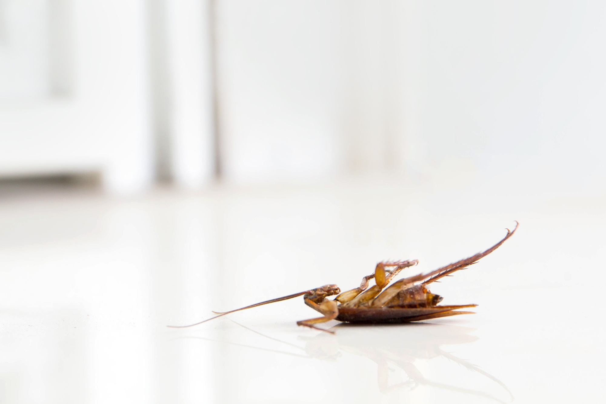 Cockroach Control Glendale AZ Cockroach Control Glendale AZ