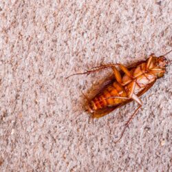 Cockroach Control Mesa AZ Cockroach Control Mesa AZ