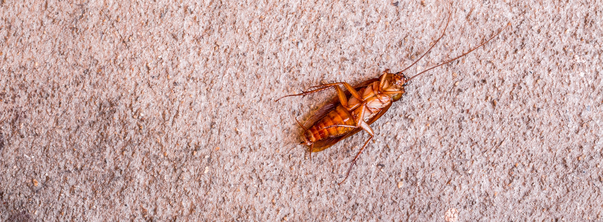 Cockroach Control Mesa AZ Cockroach Control Mesa AZ