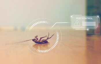 Cockroach Control Phoenix AZ