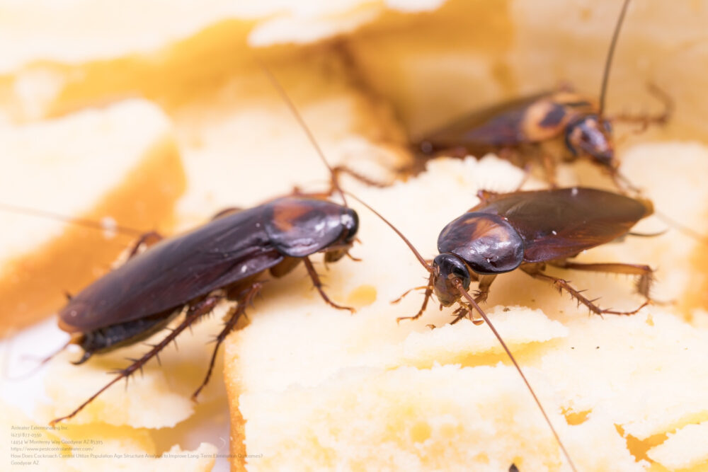 Cockroach Control near me Glendale AZ