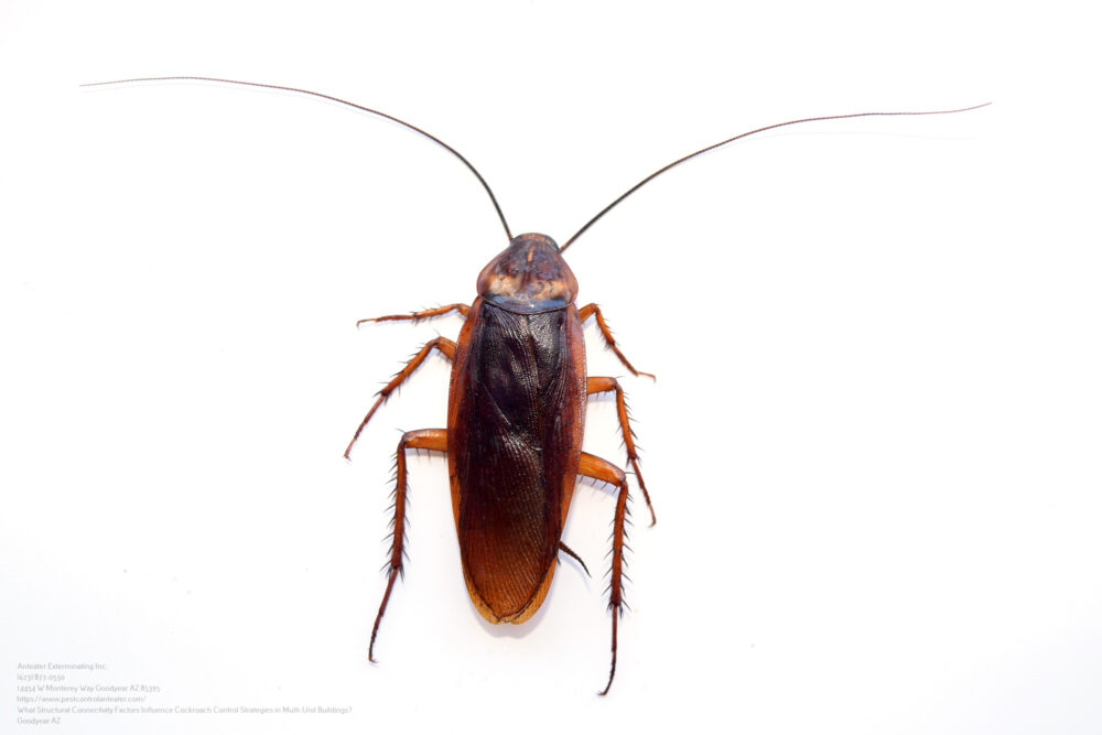 Cockroach Control near me Glendale AZ